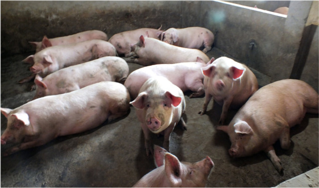 再迎断崖式下跌!今日猪价生猪价格表最新 9月24日猪肉价格多少钱一斤