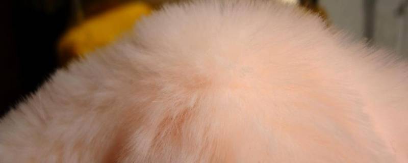 獭兔毛可以水洗吗？(獭兔毛水洗后没有变形)-第2张图片-今日热点分享