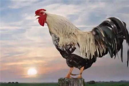 为什么公鸡每天能准时打鸣, 难道它会算时间? 科学家透露其中缘由-第1张图片-今日热点分享