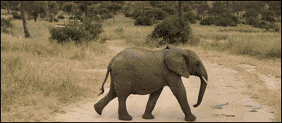 失去一条腿 大象可以活 为什么马不行？-第5张图片-今日热点分享