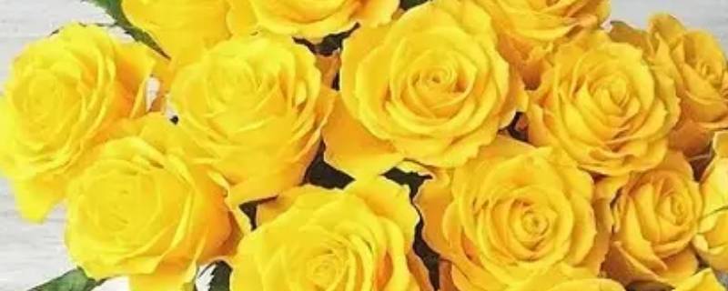 玫瑰花语：七朵黄玫瑰代表什么意思-第1张图片-今日热点分享